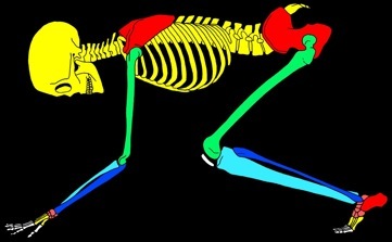 Squelette%20homme%204%20pattes%20Duperre