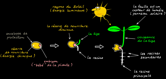 La vitesse de germination est très variable selon les plantes