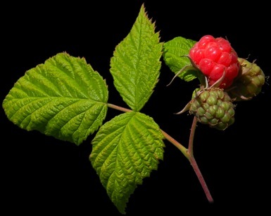 plant de fraisiers bio